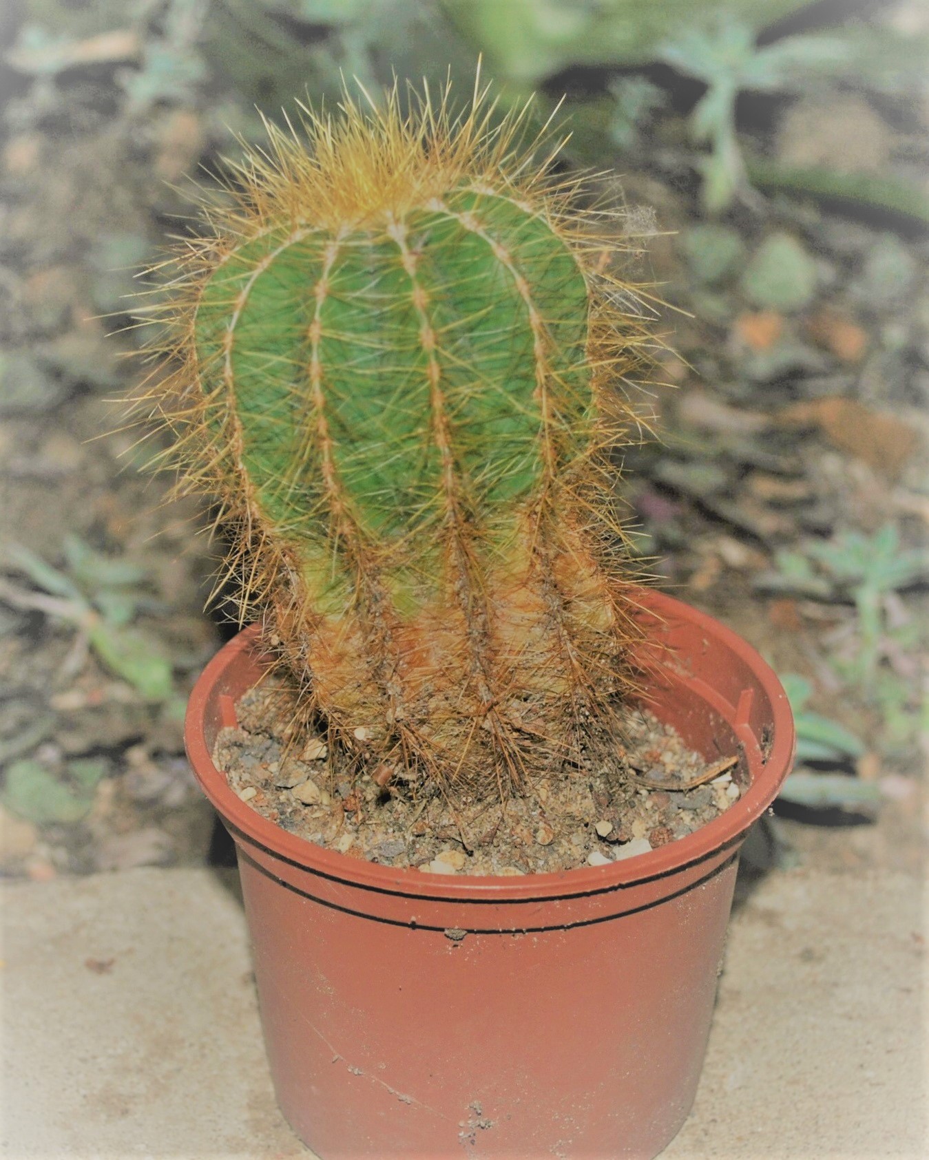 eriocactus magnificus